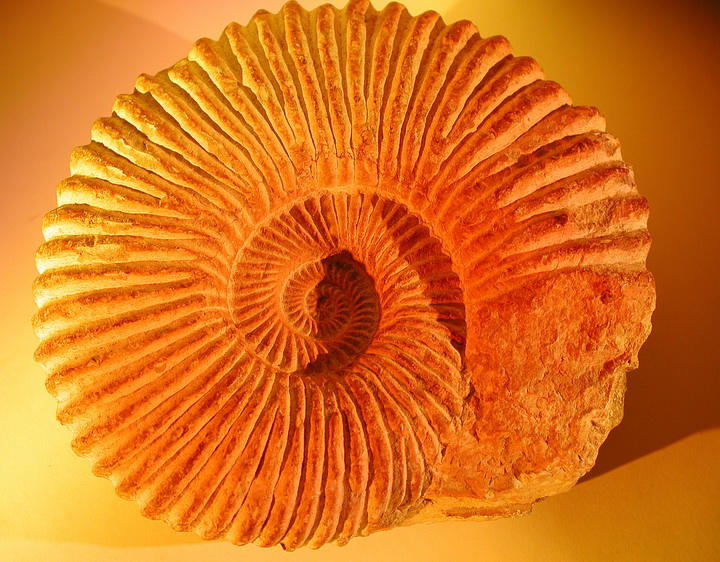 Ammonites fossil